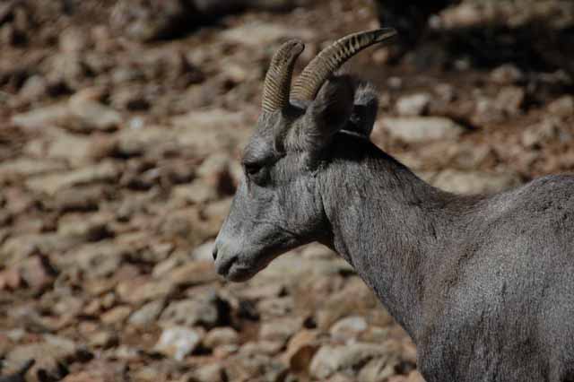 Big Horn Sheep